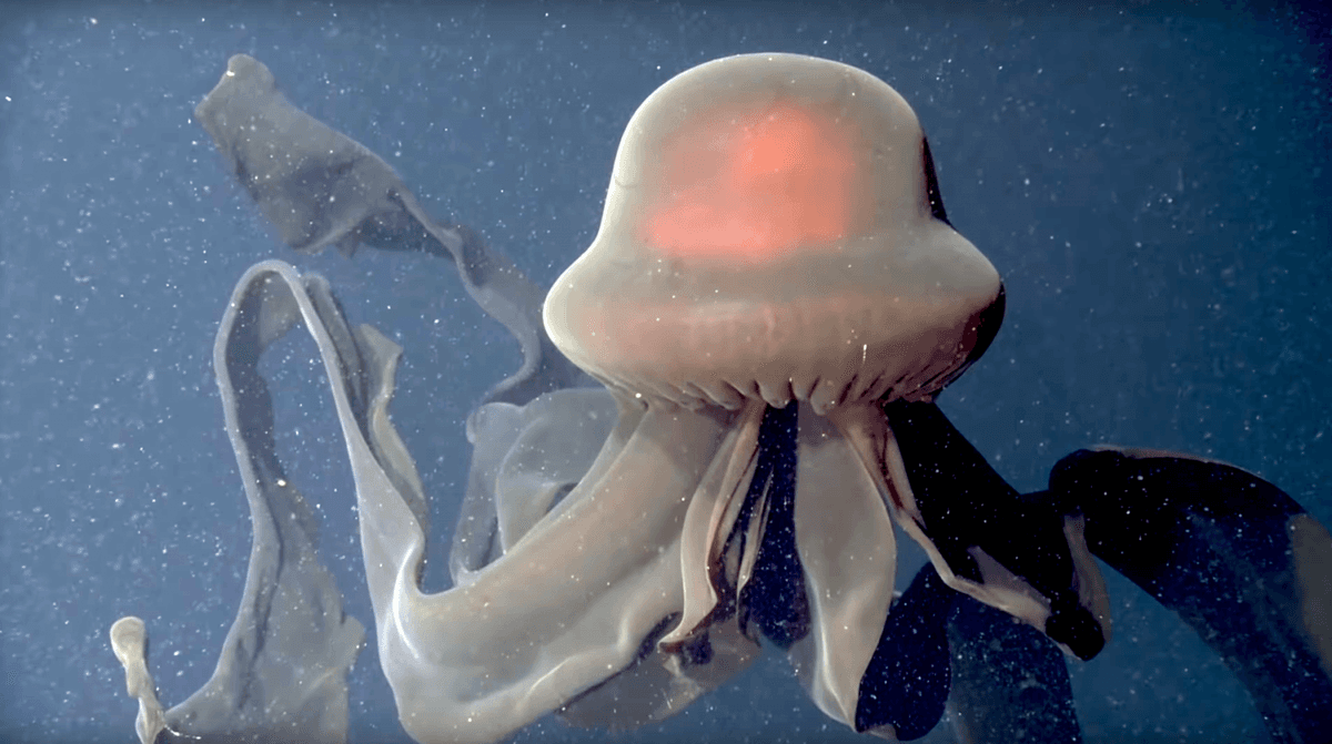 Niezwykła meduza nagrana w głębinach. Wideo hipnotyzuje!
