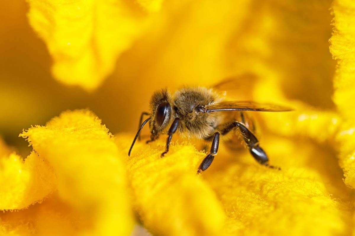 Skąd wzięły się pszczoły? Z Azji. Ale do Europy przywędrowały już 6 milionów lat temu