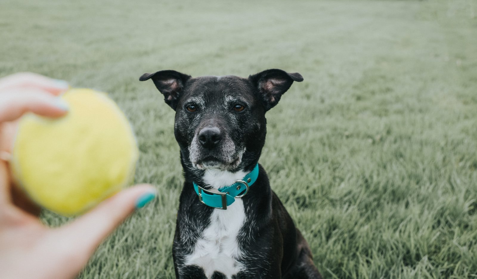 Czy psy wiedzą, że istnieją prawa fizyki? Wskazują na to pomysłowe eksperymenty naukowe