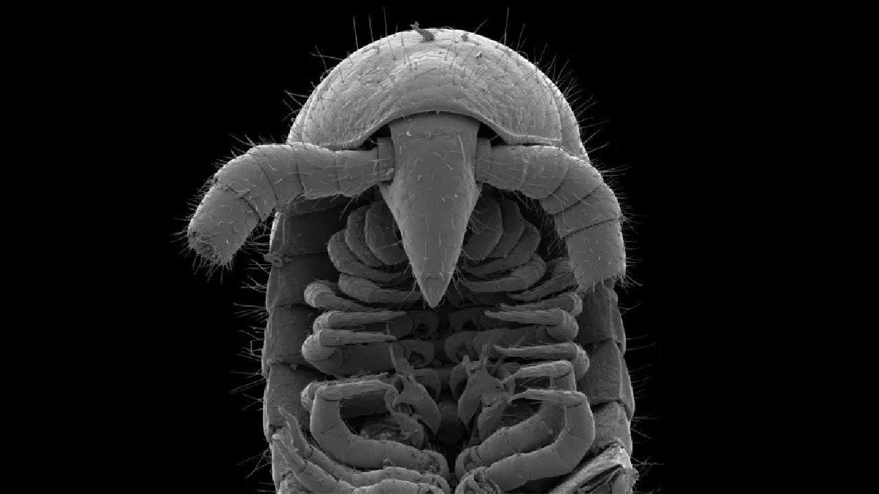 Oto stworzenie, które pobiło rekord świata w… liczbie nóg. Ma ich 1306