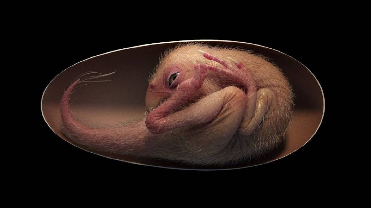 Niesamowite odkrycie: znaleziono doskonale zachowany, kompletny embrion dinozaura
