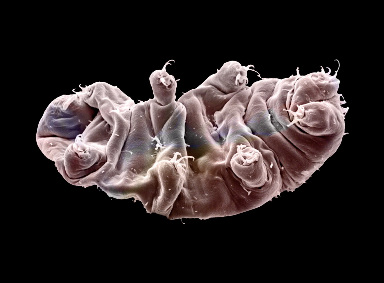 Naukowcy chcą wysłać niesporczaki poza Układ Słoneczny. „Pojazd kosmiczny będzie miał wielkość dłoni”