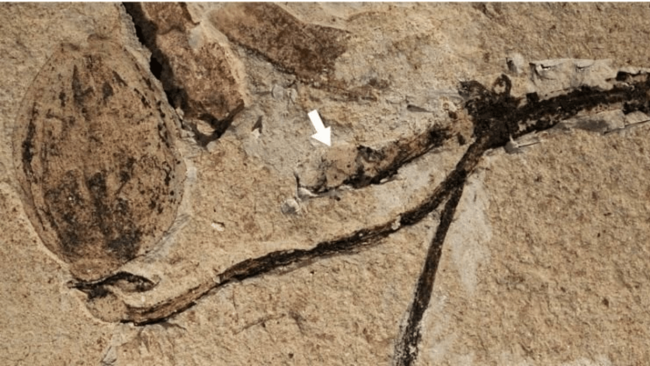 Ta “wstrętna tajemnica” miała obalić teorię Darwina. Nowo odkryta skamieniałość może ją rozwikłać