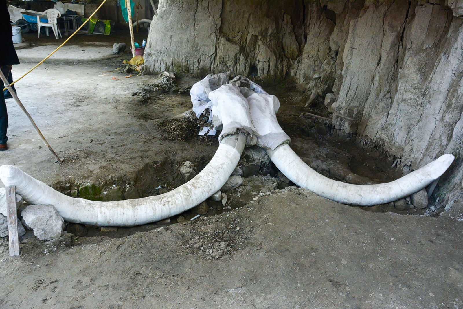 Gdzie odkryto pierwsze dowody, że ludzie polowali na mamuty?