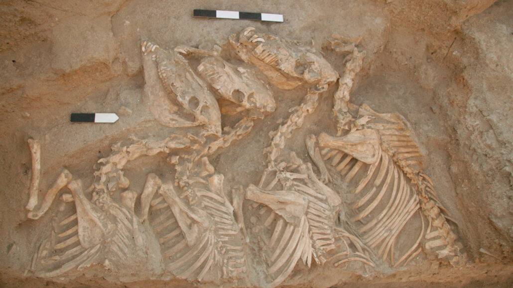 Kunga: najstarsza na świecie zwierzęca hybryda. Wyhodowali ją starożytni Syryjczycy już 4500 lat temu