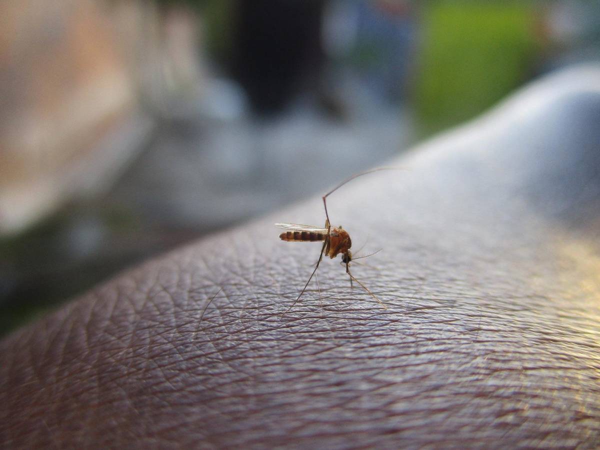 Dlaczego komary tak bardzo lubią ludzką krew?