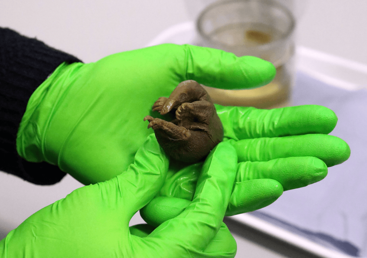 Przez 150 lat nikt nie wiedział o ich istnieniu. Skarby w piwnicach Uniwersytetu w Cambridge