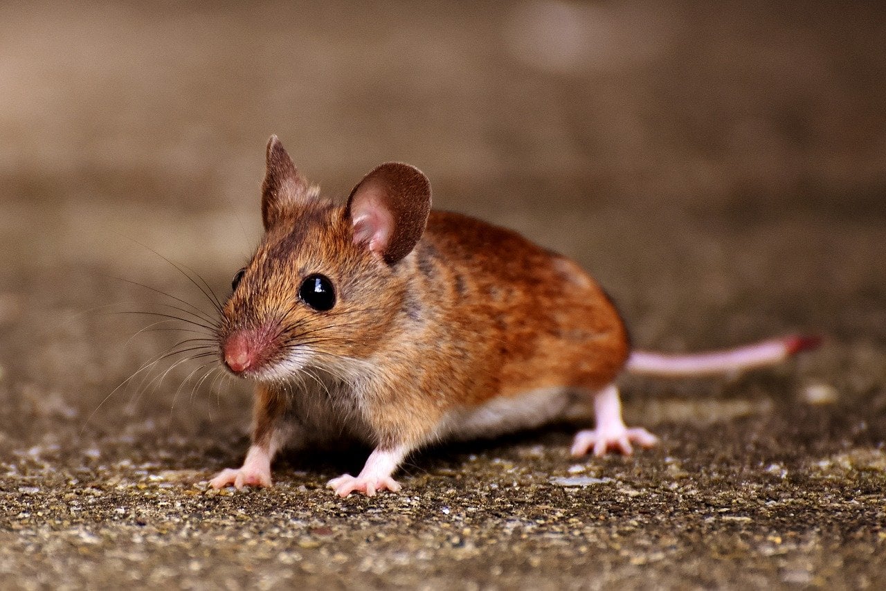 Stworzyli syntetyczne zarodki. Cały proces miał niewiele wspólnego z biologią