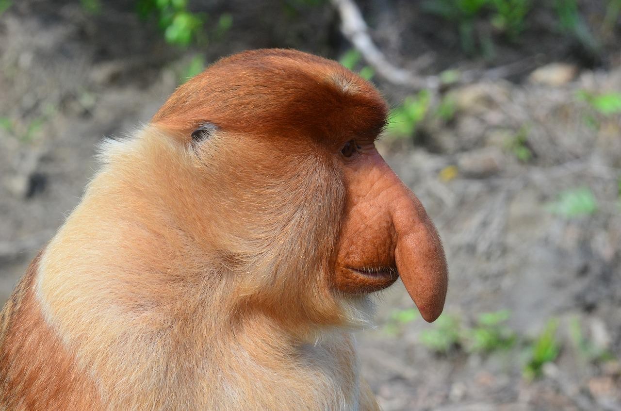 Na Borneo pojawiła się tajemnicza małpa. To rzadka hybryda związana ze słynnym nosaczem