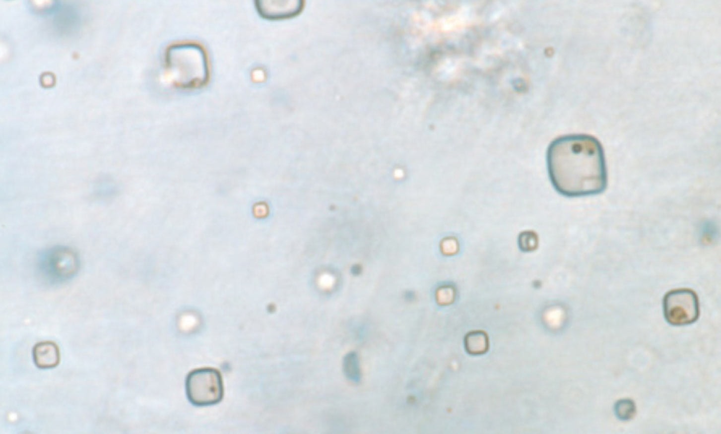 Tajemnicze komórki sprzed 830 milionów lat