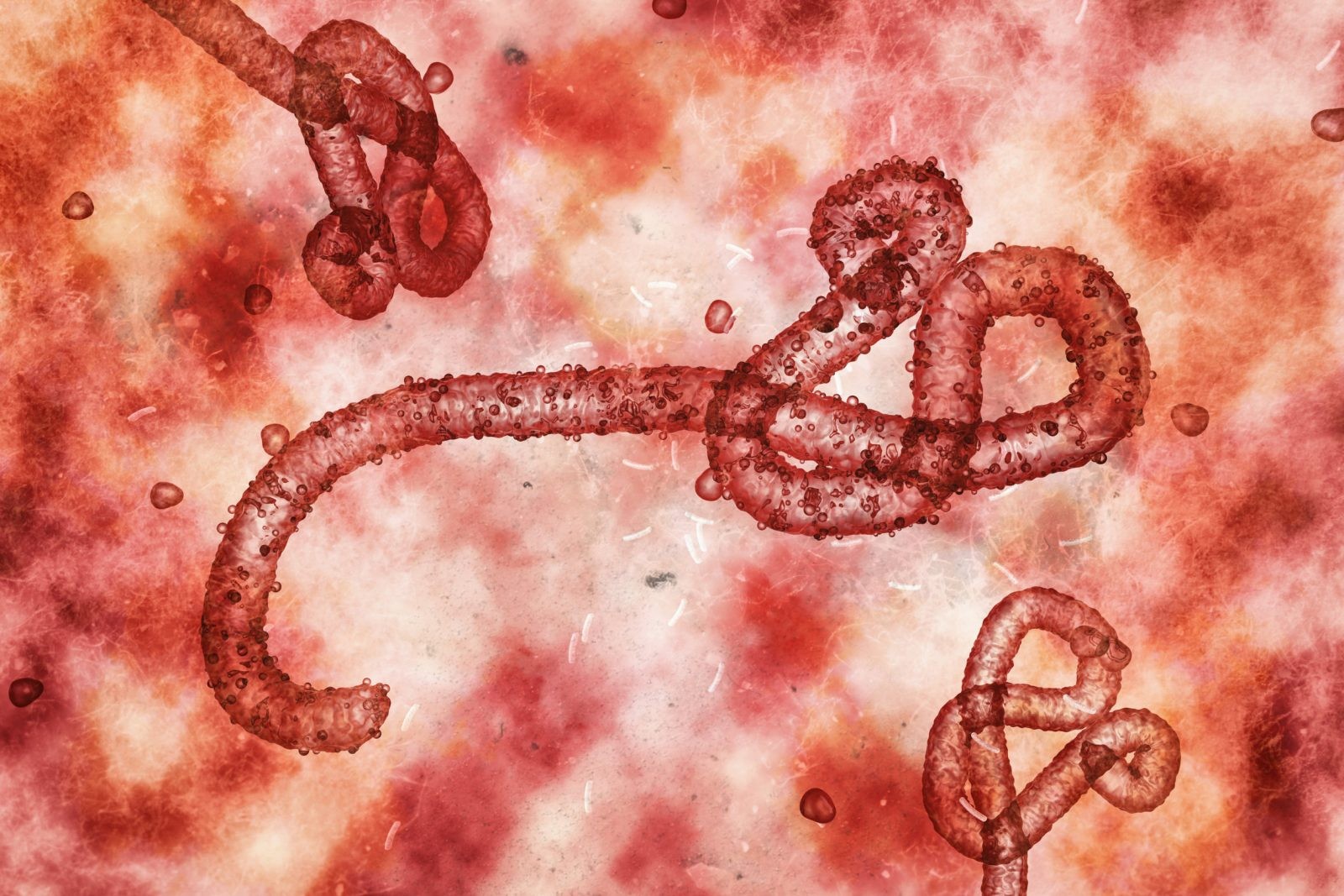 Groźny kuzyn wirusa Ebola i Marburg. Może rozpocząć nową pandemię