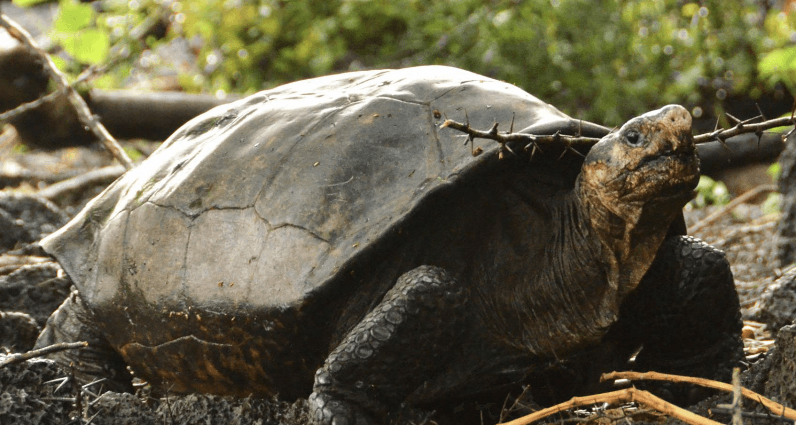 Fernanda to prawdopodobnie przedstawiciel gatunku Chelonoidis phantasticus /Fot. Galápagos Conservancy