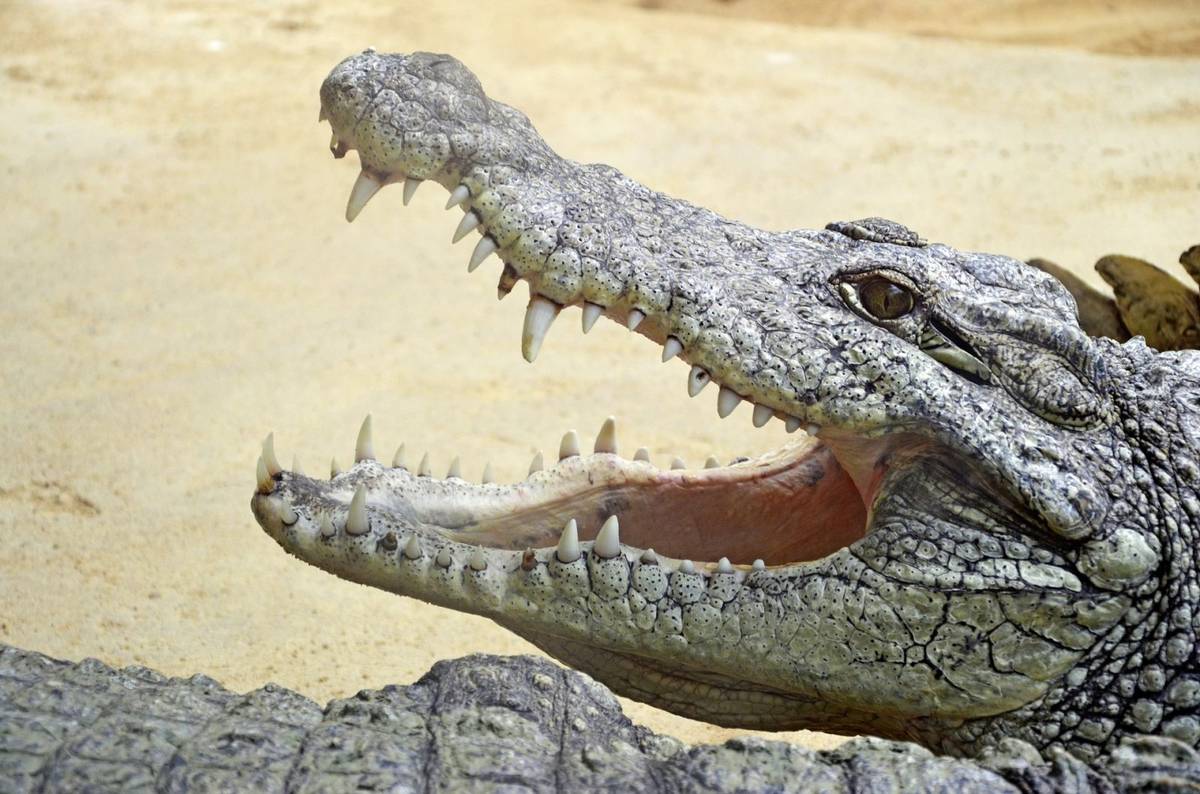 W przeszłości istniały gigantyczne krokodyle

