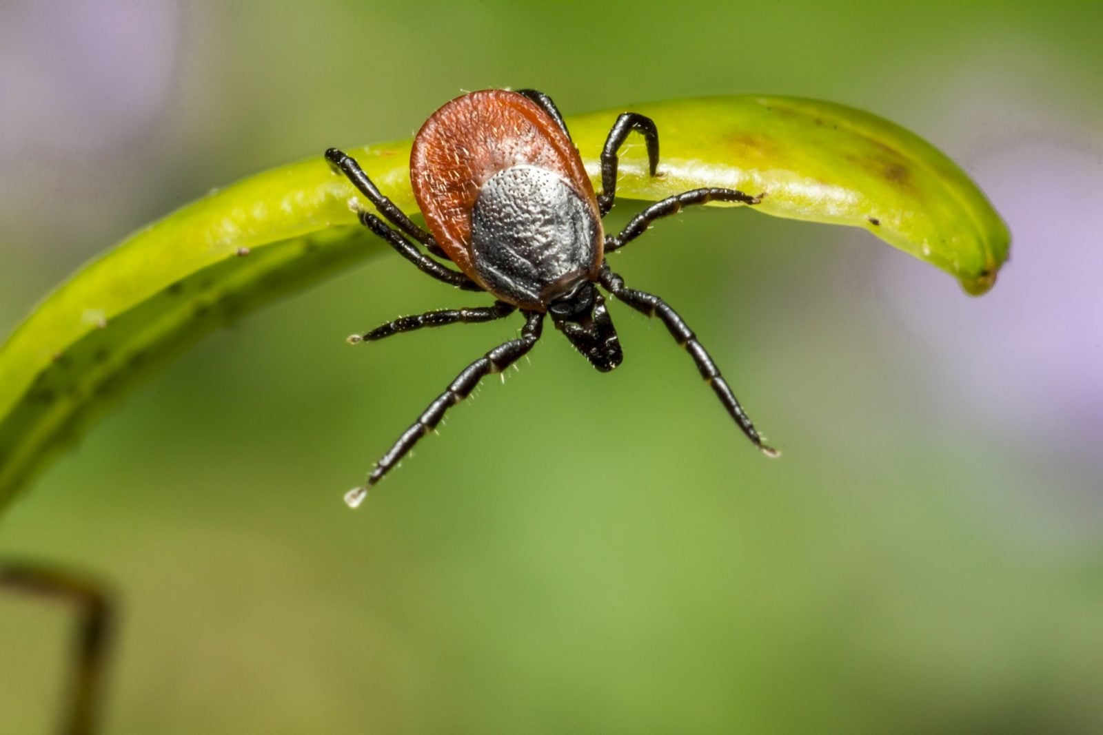 Ponad 14% świata może być dotkniętych boreliozą. Szokująca statystyka