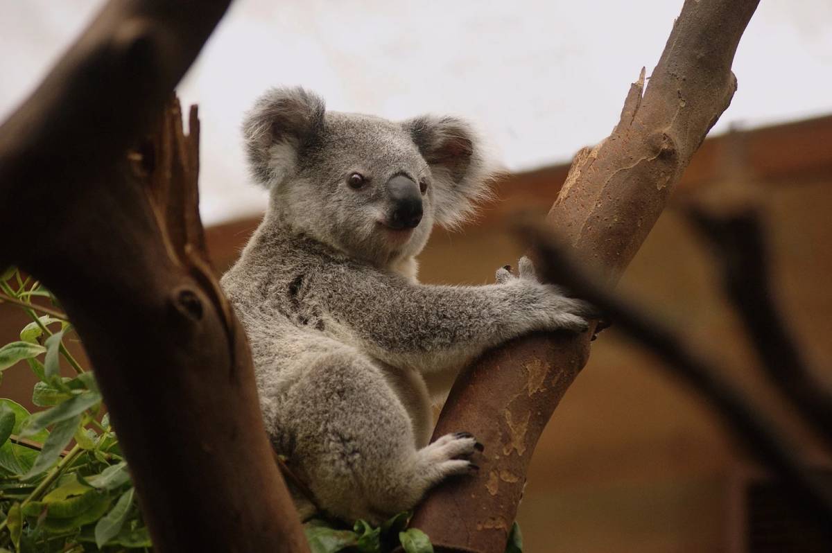 Koala /Fot. Pixabay
