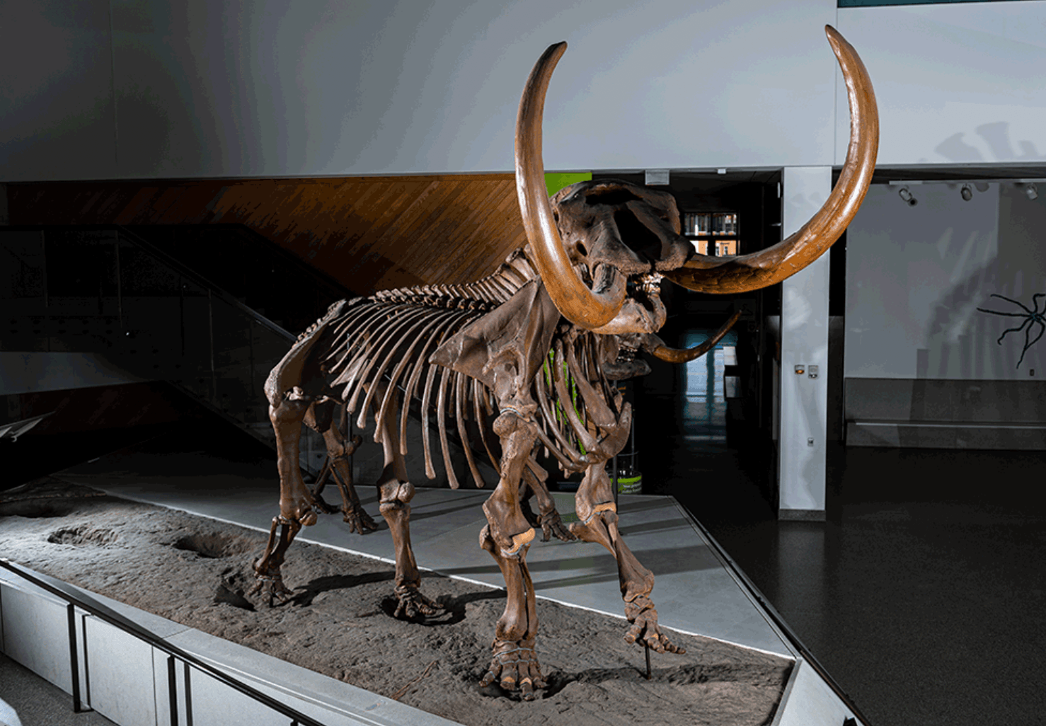 Mastodont z Buesching /Fot. Eric Bronson, Michigan Photography