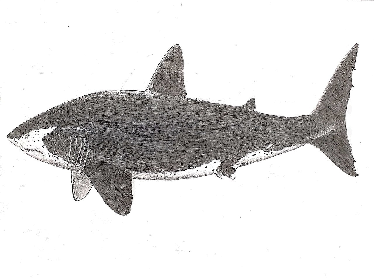 Megalodon siał postrach, ale to zwierzę mogło doprowadzić do jego wyginięcia