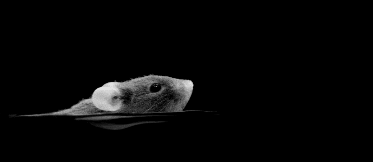 Czy myszy widzą w ciemnościach? Zaskakujące badania