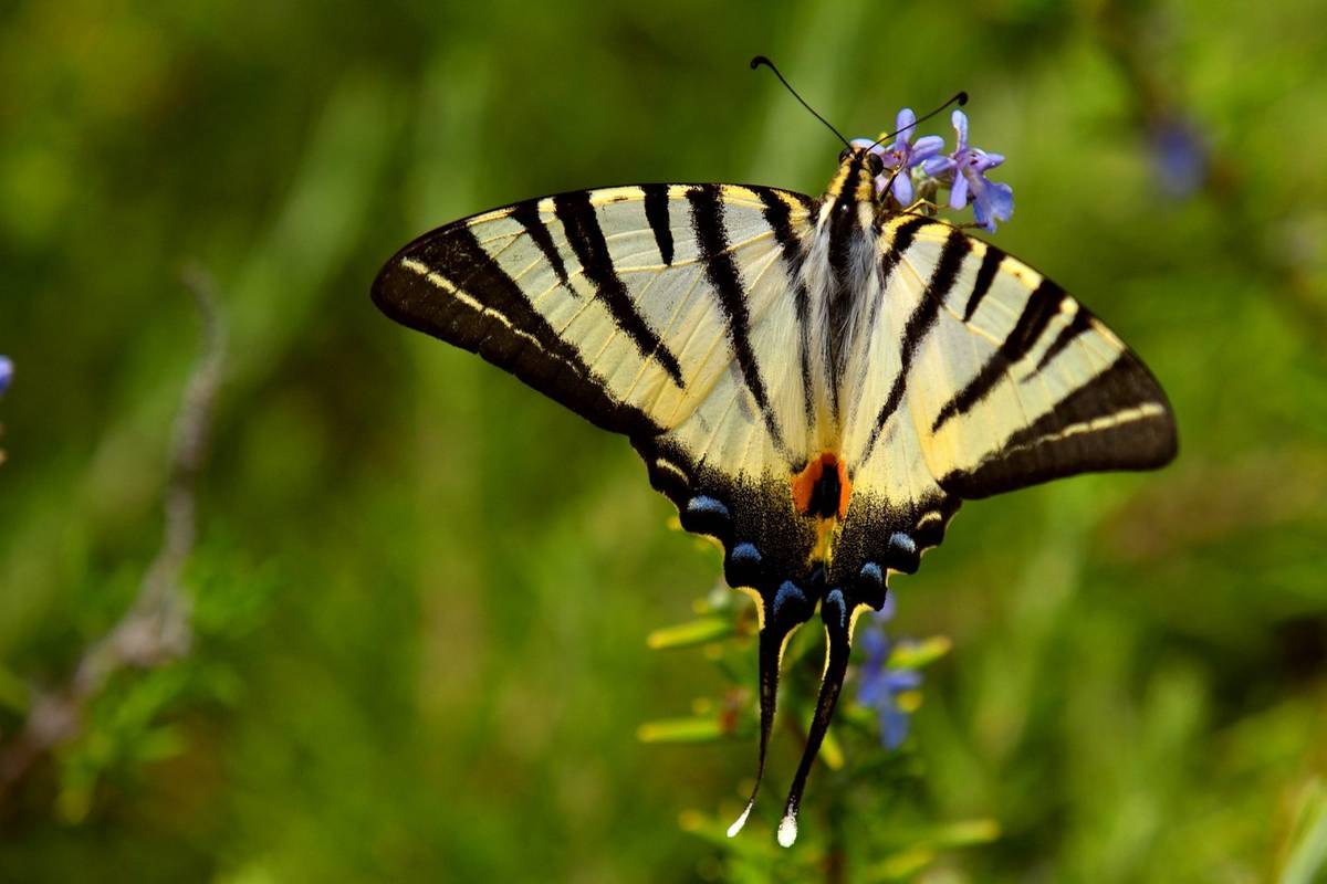 Ogonki na skrzydłach motyli nie tylko spełniają rolę estetyczną /Fot. Pixabay
