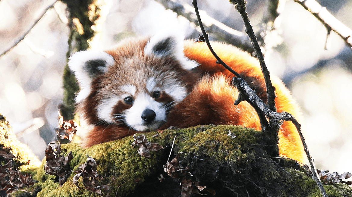 Niepewny los pandek rudych. Piękny ssak zagrożony przez działalność człowieka