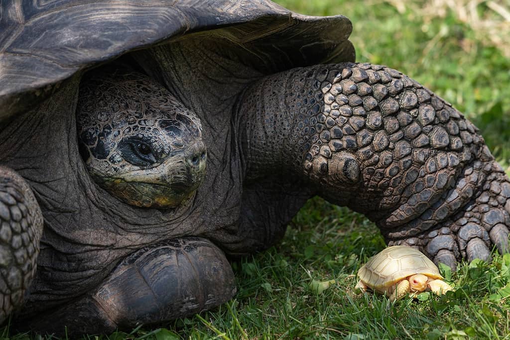Niecodzienny widok. W szwajcarskim zoo pojawił się żółw-albinos