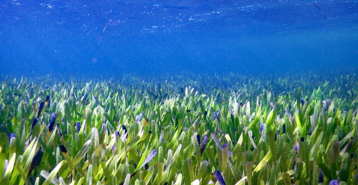 Posidonia australis to największy organizm morski na planecie /Fot. Rachel Austin, UWA