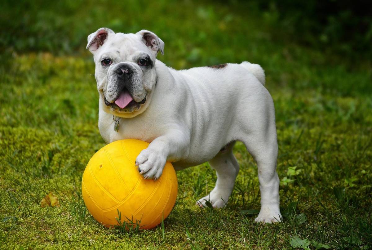 Psy mają swoje ulubione zabawki i odbierają je wielozmysłowo /Fot. Pixabay
