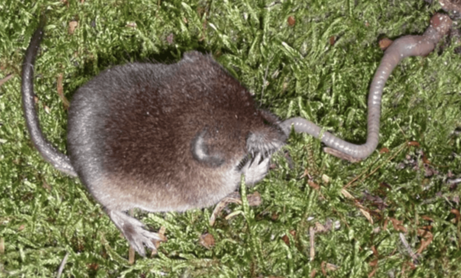 Ryjówka aksamitna to drugi jadowity ssak występujący w Polsce /Fot. Zoological Letters