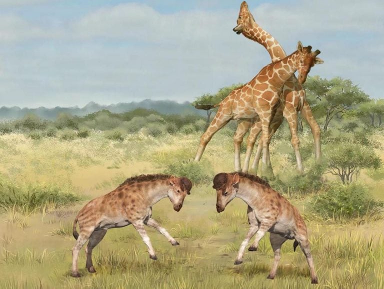 Wielka tajemnica zoologii rozwiązana. Pomogła skamieniałość sprzed 17 milionów lat