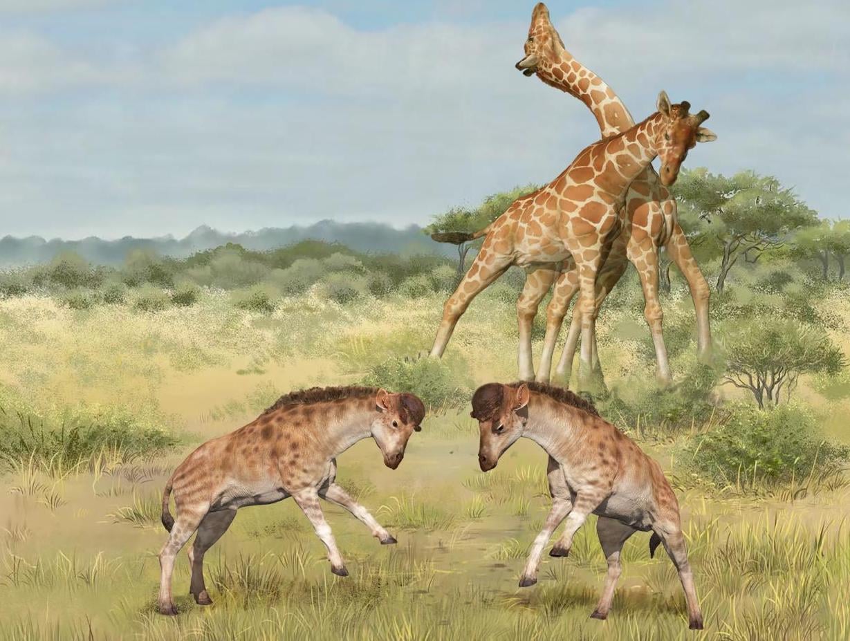 Wielka tajemnica zoologii rozwiązana. Pomogła skamieniałość sprzed 17 milionów lat