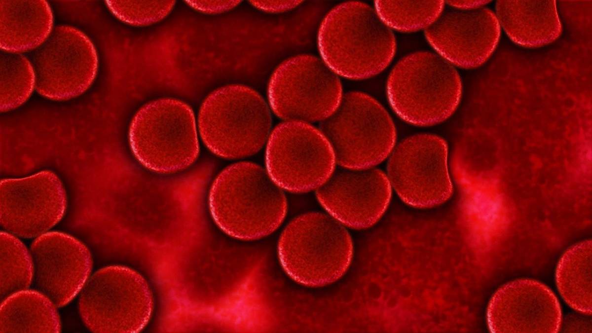 Wydawało się, że wszystkie komórki krwi pochodzą z komórek macierzystych, ale to błąd /Fot. Pixabay

