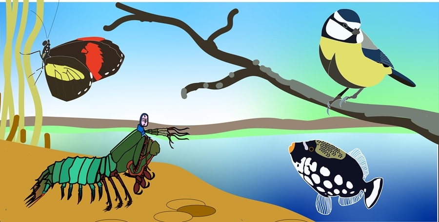 Zwierzęta inaczej postrzegają kolory, co wynika z ich fizjologii /Grafika: Matt Murphy